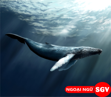Cá voi xanh tiếng Anh là gì, sgv