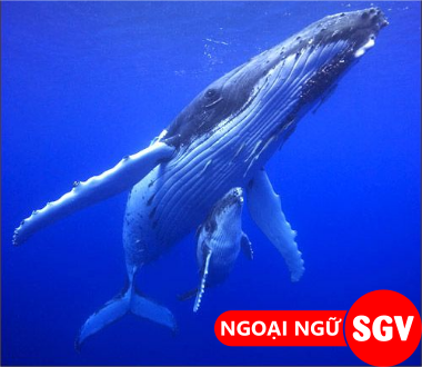 SGV, Cá voi xanh tiếng Hàn là gì