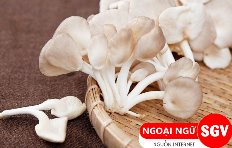 SGV, Các loại nấm bào ngư