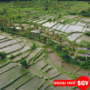 Các nhóm ngành kinh tế Việt Nam, SGV.