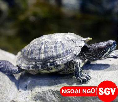 SGV, chậm chạp tiếng Nhật là gì