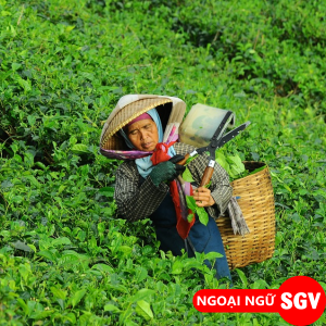 SGV, chăm chỉ nghĩa tiếng Anh là gì