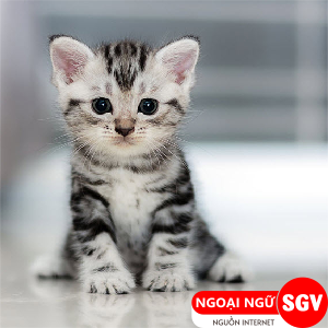 Con mèo trong tiếng Nhật, ngoại ngữ SGV