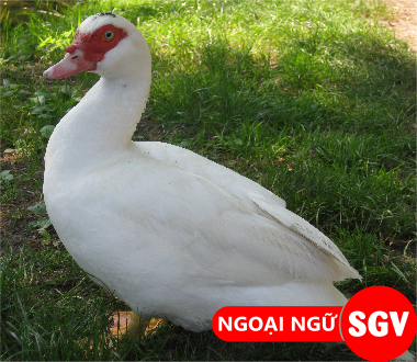 SGV, con ngan tiếng Nhật là gì