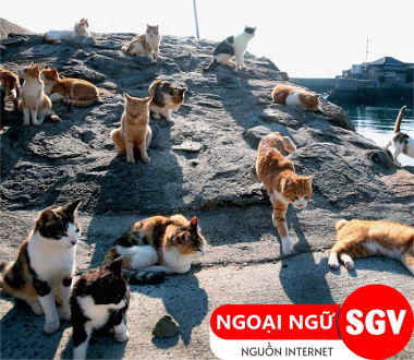 SGV, Đảo Tashirojima Nhật Bản