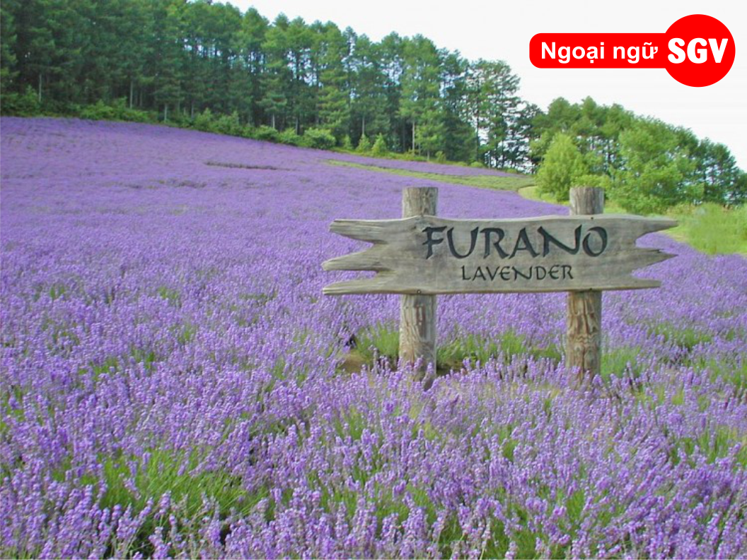 Furano – Vùng đất hoa Lavender,sgv.edu.vn