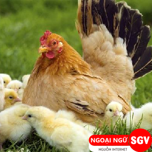 SGV, Gà tiếng Nhật là gì