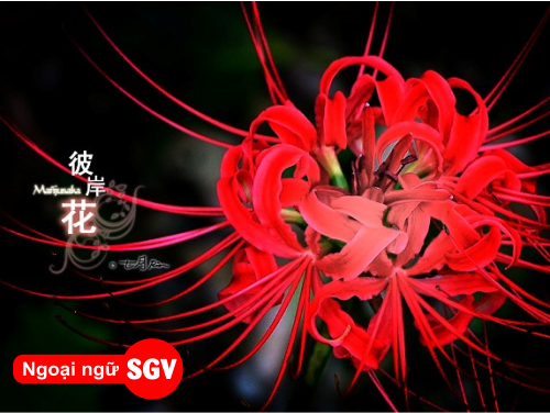 Hoa Bỉ Ngạn tiếng Nhật là gì, sgv