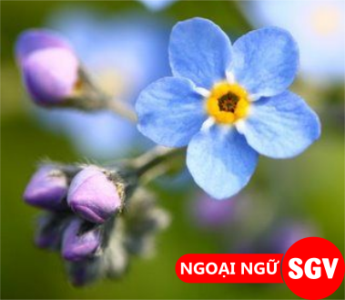 SGV, hoa lưu ly tiếng Nhật là gì