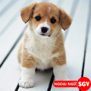 inu tiếng Nhật là gì, ngoại ngữ SGV