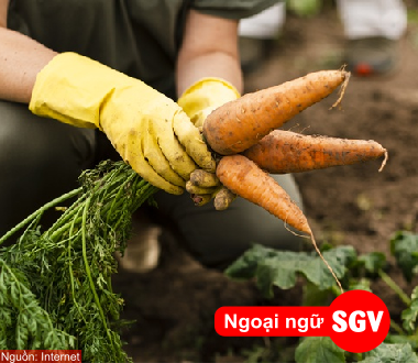 sgv, làm farm tại Úc