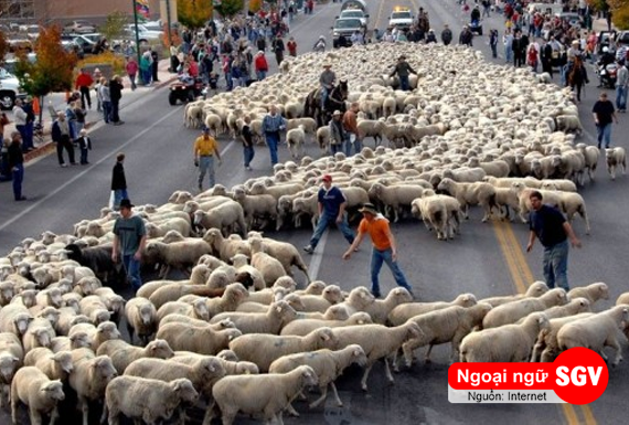 lễ hội chăn cừu ở nga