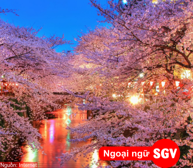 SGV, Lễ hội hoa anh đào Hanami ở Nhật