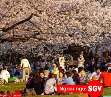 SGV, Lễ hội hoa anh đào Jeju là gì
