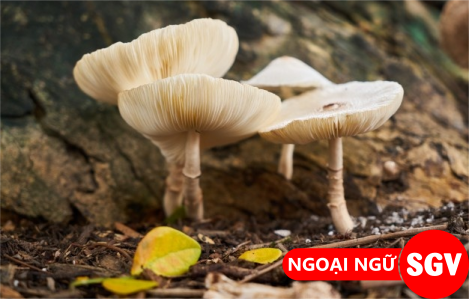 SGV, Nấm hương tiếng Anh là gì