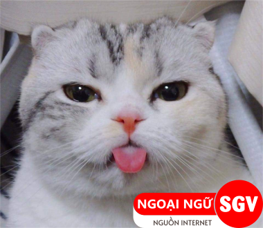 SGV, nekojita là gì