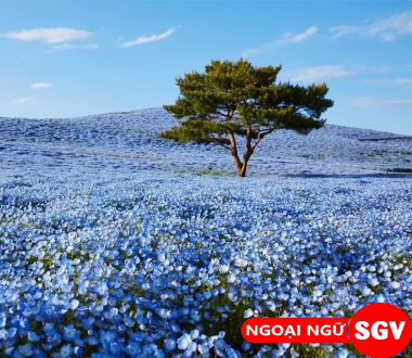 Nemophila là gì