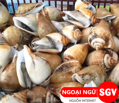 SGV,Ốc nhảy tiếng Anh là gì