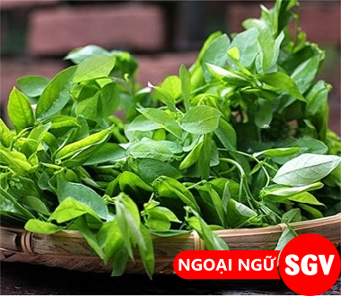 Rau ngót tiếng Anh là gì, SGV