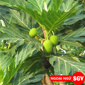 Sake là món gì, ngoại ngữ SGV