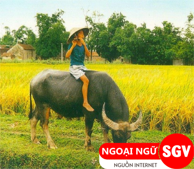 Tục ngữ tiếng Hàn là gì, sgv